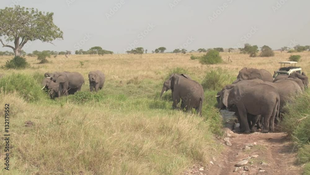 CLOSE UP: Tourist safari jeep stopping near elephant family drinking from river CLOSE UP: Tourist safari jeep stopping near elephant family drinking from river