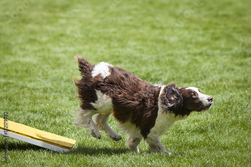 Agility Dog running off of See Saw Teeter plank. photo