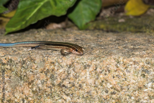 This is a photo of one kind of lizard, was taken in XiaMen botanical garden, China. photo