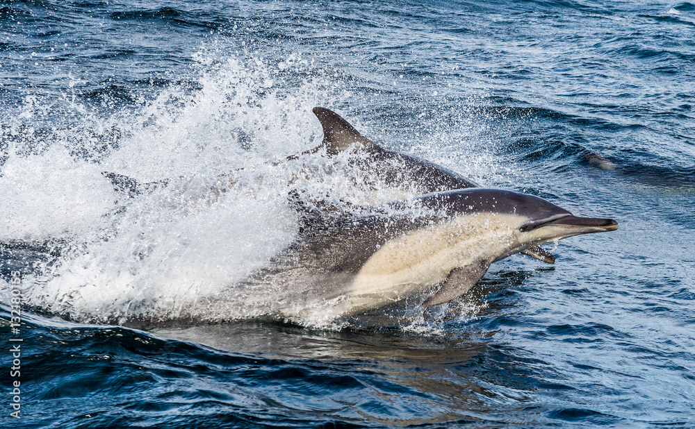 Fototapeta premium Dolphins, swimming in the ocean and hunting for fish. Dolphins swim and jumping from the water. The Long-beaked common dolphin (scientific name: Delphinus capensis) in atlantic ocean.