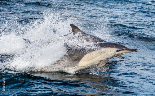 Dolphins, swimming in the ocean and hunting for fish. Dolphins swim and jumping from the water. The Long-beaked common dolphin (scientific name: Delphinus capensis) in atlantic ocean.