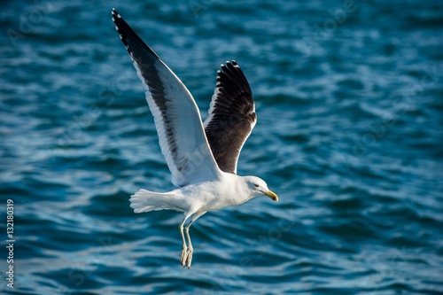 Flying Adult Kelp gull (Larus dominicanus), also known as the Dominican gull and Black Backed Kelp Gull. Blue ocean water background. False Bay, South Africa