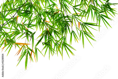 branch of bamboo leave isolated on white background