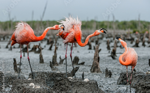 American Flamingos or Caribbean flamingos ( Phoenicopterus ruber ruber). Colony of Flamingo on the  nests. Rio Maximo, Camaguey, Cuba.