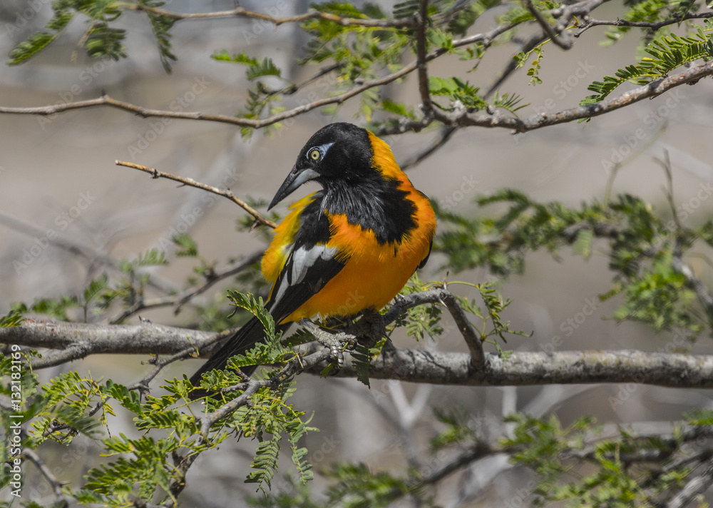 Tropical Troupial Tropical Troupial