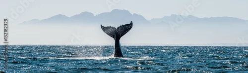 Obraz Seascape z ogonem wieloryba. Ogon wieloryba (Megaptera novaeangliae)