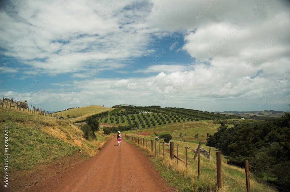 Vinyards and road on Waiheke Island New Zealand