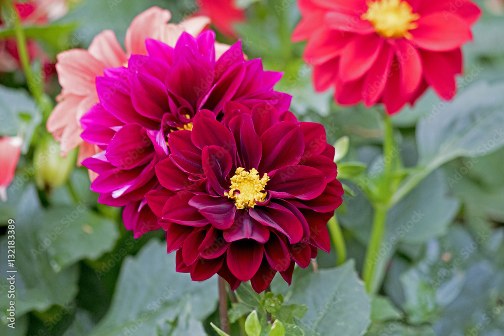 Pink Red Flower Dahlia Bunch Pink Red Flower Dahlia Bunch