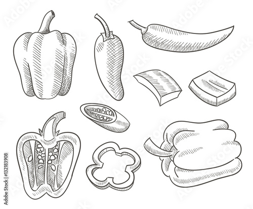 sketch Chili peppers vector design