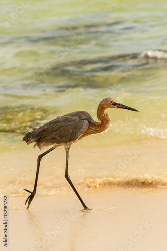Reddish Egret Hunts on a tropical shoreline
