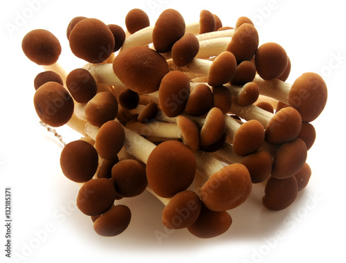 Agrocybe aegerita Seta de chopo Piopparello Tuvad åkerskivling Pioppino Jablanovača 