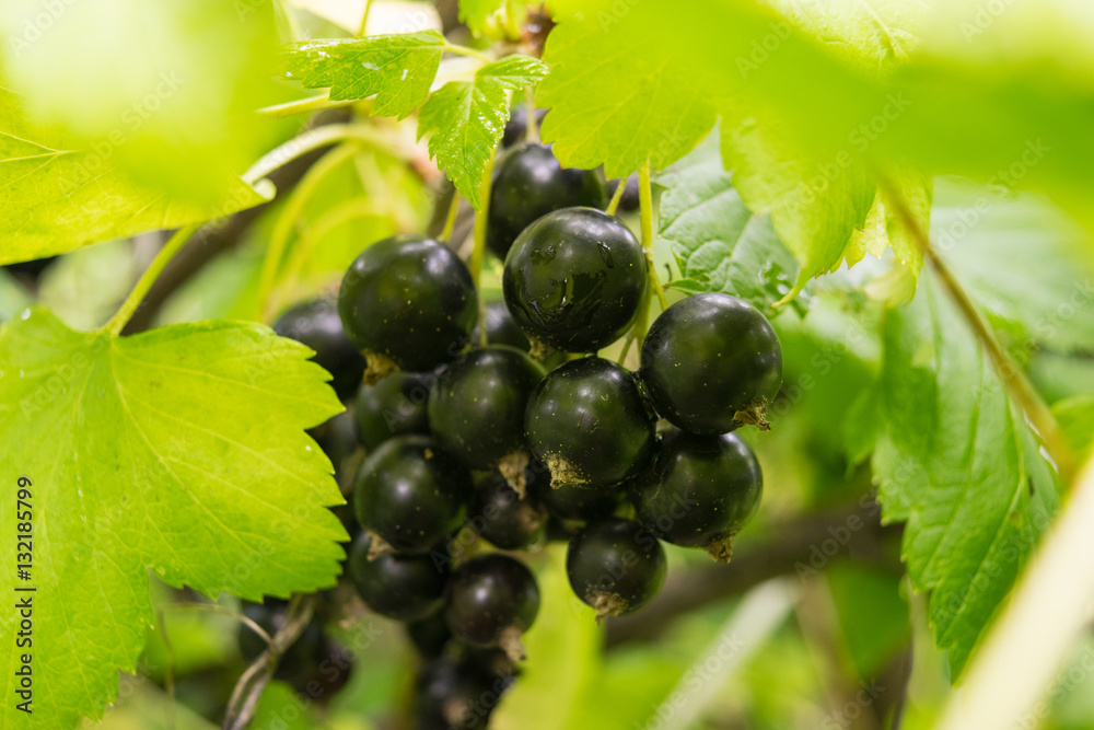 Brush of blackcurrant at a bush