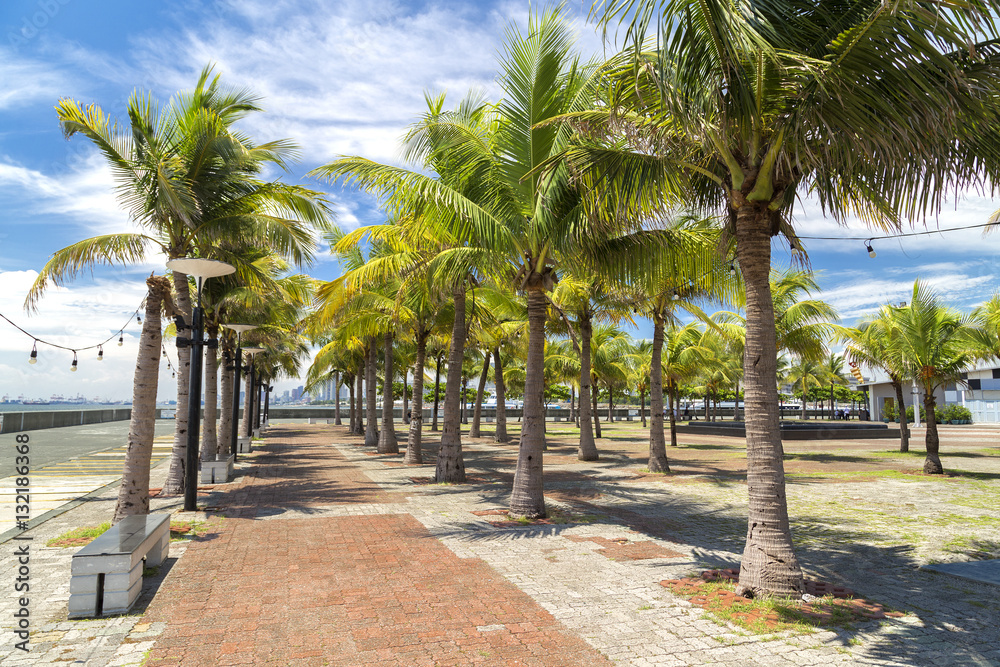 Palms around pathway