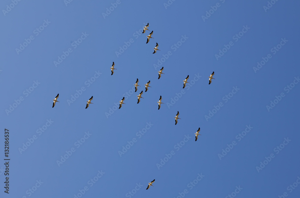 Flock Of Pelicans Flying Overhead In Blue Sky