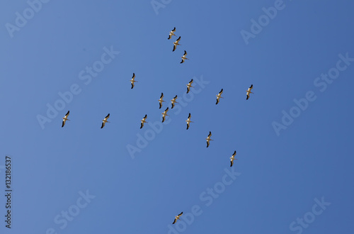 Flock Of Pelicans Flying Overhead In Blue Sky