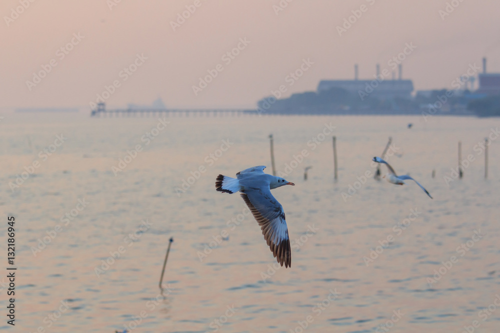 Naklejka premium seagull flying on the sky in sunset time