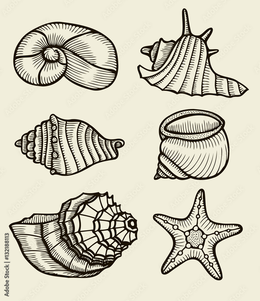 Seashells hand drawn set. Seashells hand drawn set.