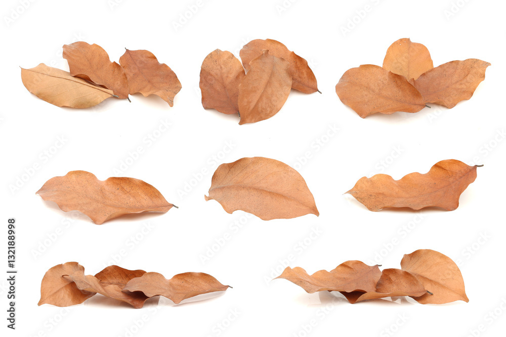 Dry leaves on isolated white Dry leaves on isolated white