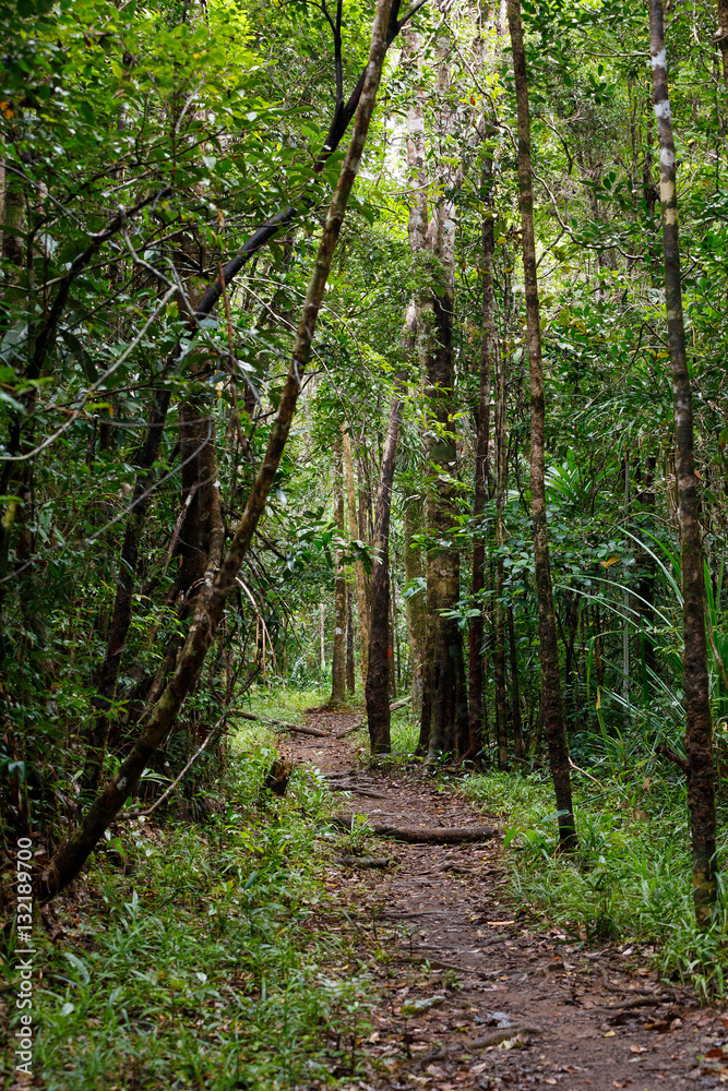 Fototapeta premium Landscape of Masoala National Park, Madagascar