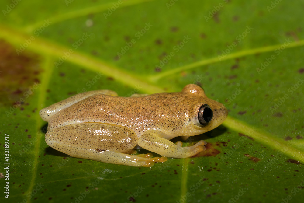 Obraz premium Small yellow tree frog from boophis family, madagascar