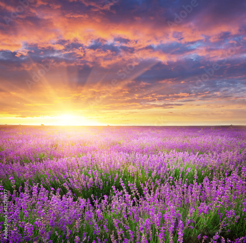 Meadow of lavender. © GIS
