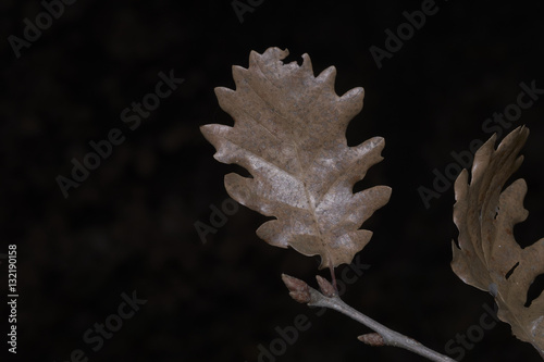 oak leaves