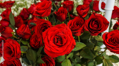 A bunch of beautiful red roses wih green leaves photo taken in Semarang Indonesia