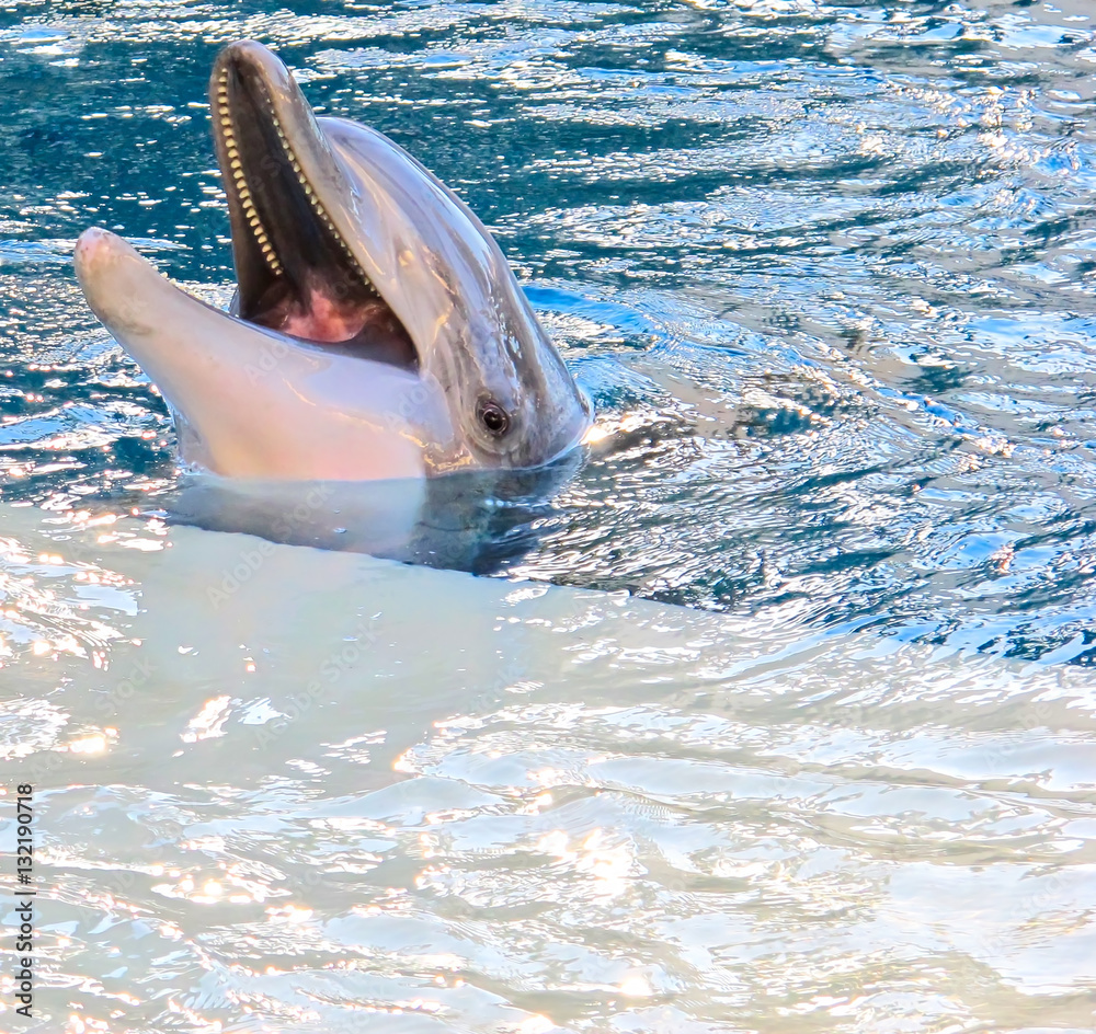 Fototapeta premium Happy cute dolphin