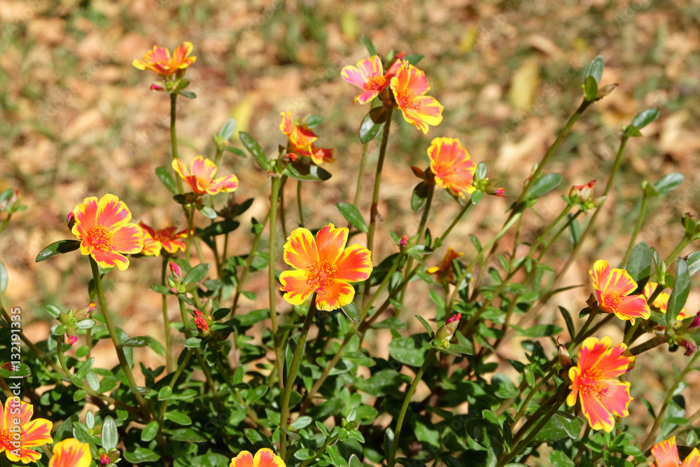 orange flower in the garden in thailand