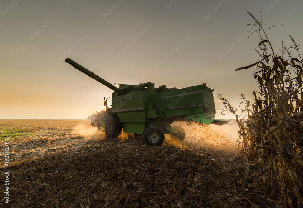 Fototapeta premium Harvesting of corn field with combine