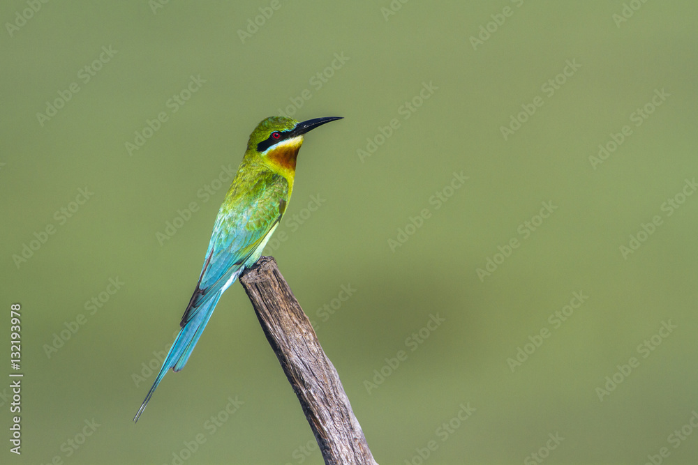 Blue-tailed bee-eater in Arugam bay lagoon, Sri Lanka Blue-tailed bee-eater in Arugam bay lagoon, Sri Lanka
