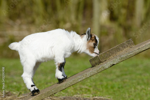 goat kid standing on wooden scaffolding