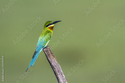 Blue-tailed bee-eater in Arugam bay lagoon, Sri Lanka