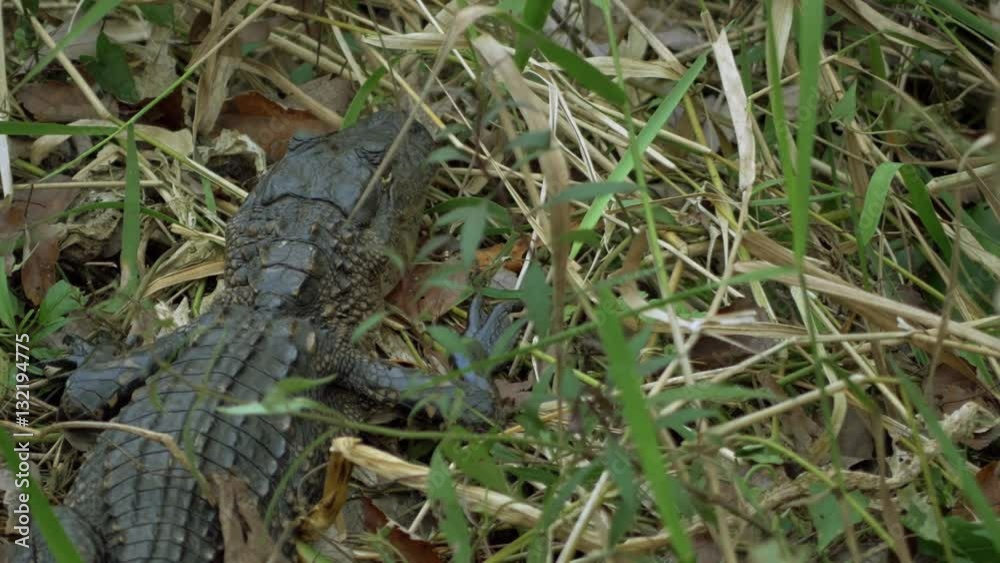 Overhead Shot of Baby Alligator Laying in Grass, 4K Overhead Shot of Baby Alligator Laying in Grass, 4K