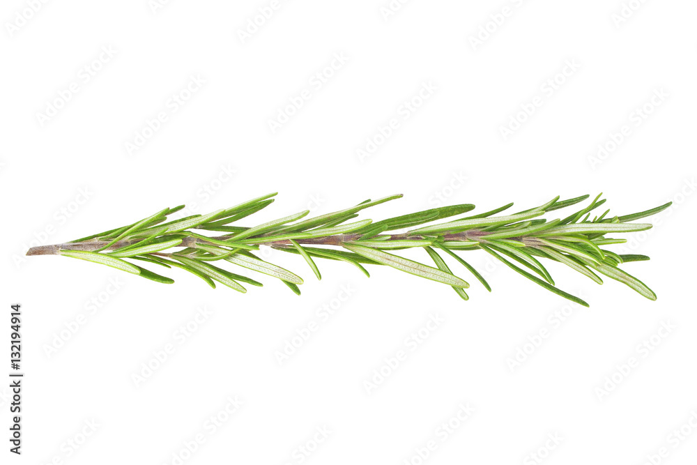 Rosemary isolated on white background, closeup Rosemary isolated on white background, closeup