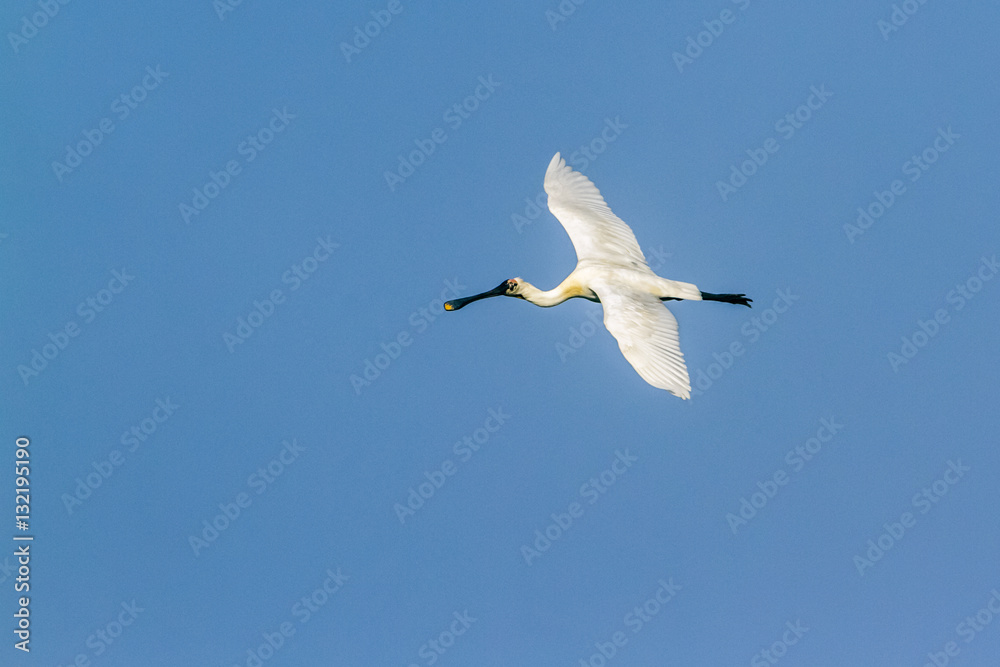 Eurasian spoonbill in Arugam bay lagoon, Sri Lanka Eurasian spoonbill in Arugam bay lagoon, Sri Lanka