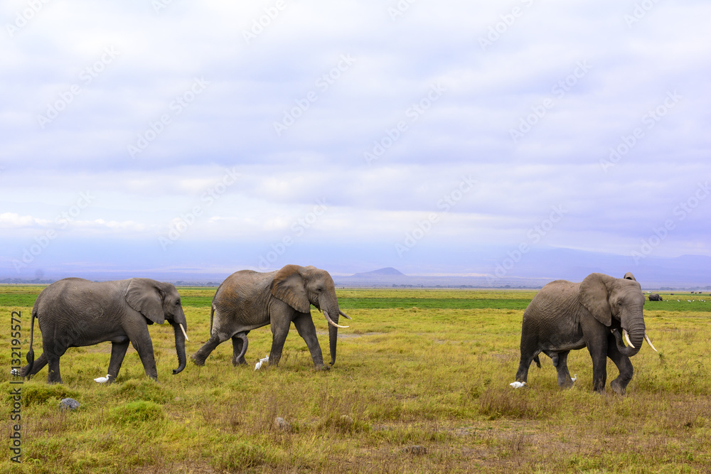 African bush elephant or African Elephant (Loxodonta africana) and cattle egret (Bubulcus ibis). Amboseli National Park. Kenya.