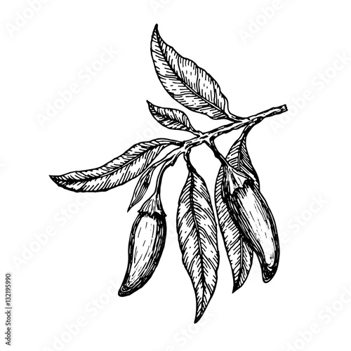 Hand drawn сhili peppers on a branch. Vector illustration.