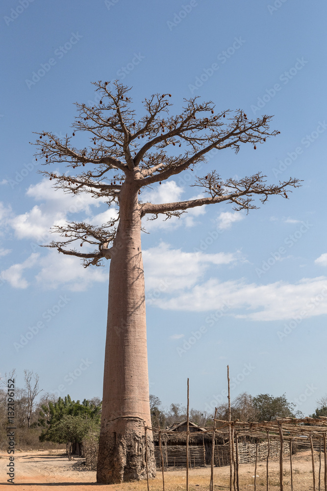 Obraz premium Baobab tree.