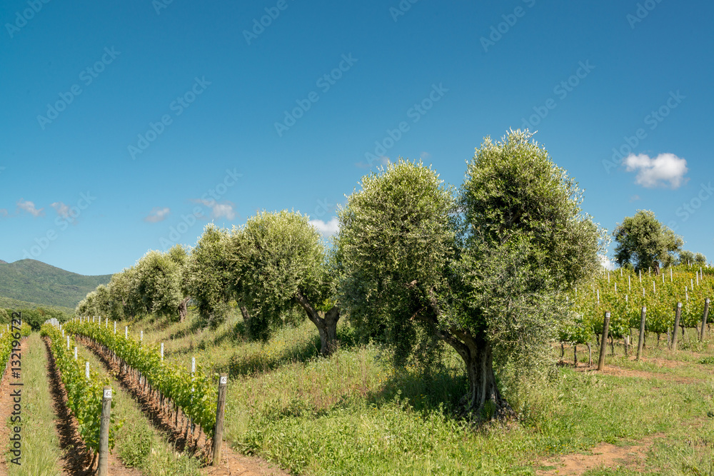 Olivenbäume säumen einen Weinberg in der Toskana