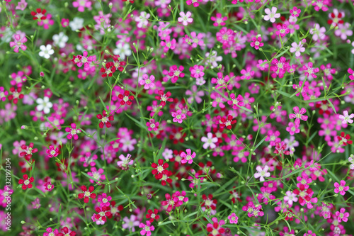 Background with tiny colorful flowers