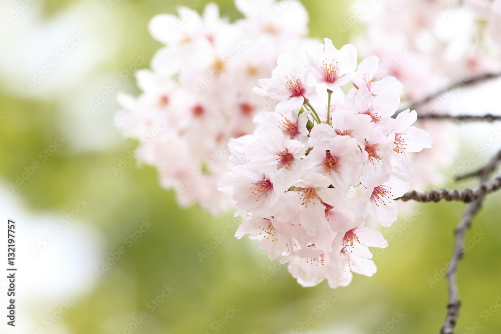 Obraz premium 満開の桜