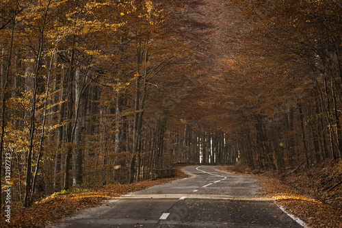 road through the golden forest with colourful leave in autumn season