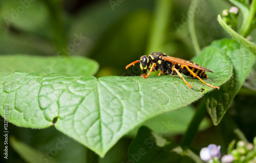 Wasp profile © abet