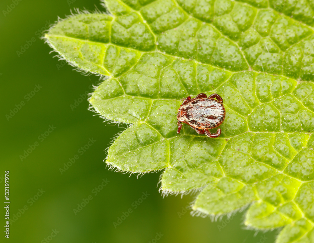 Meadow tick on leaf Meadow tick on leaf