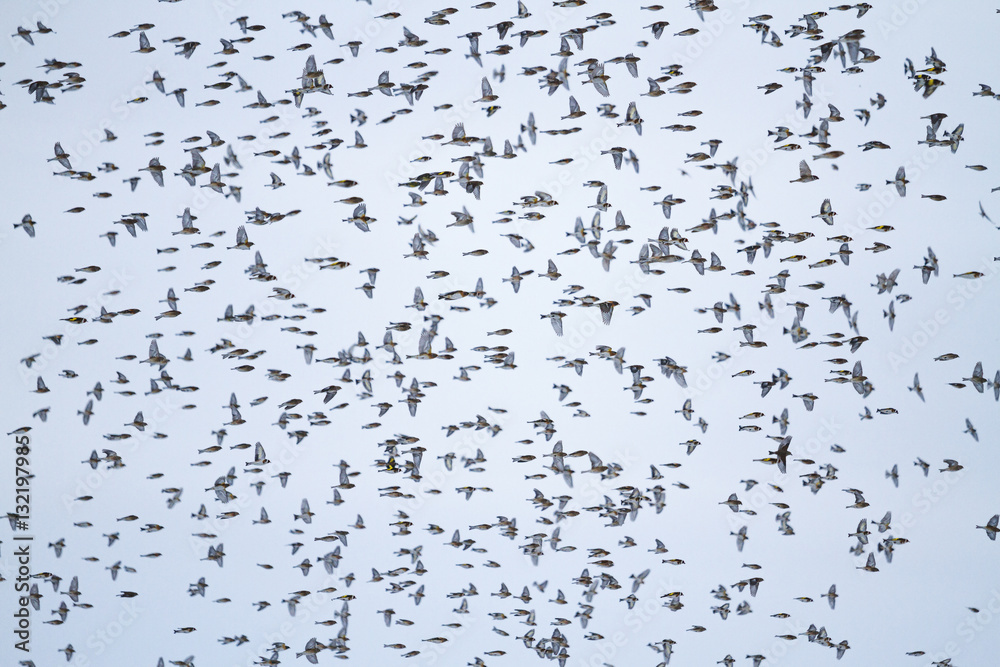 large flock of songbirds in flight large flock of songbirds in flight