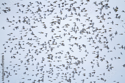 large flock of songbirds in flight