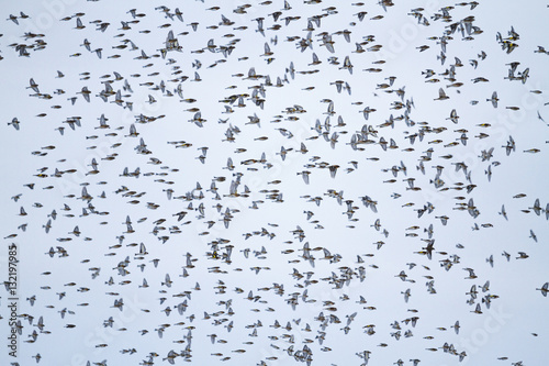 фотографія large flock of songbirds in flight