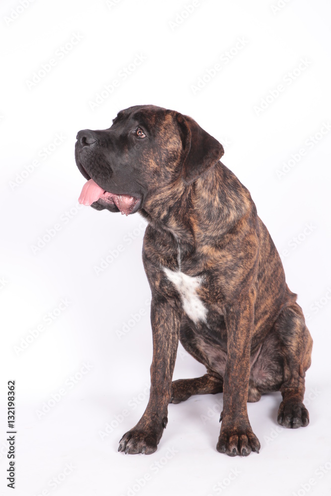 chien cane corso assis sur fond blanc qui pose chien cane corso assis sur fond blanc qui pose