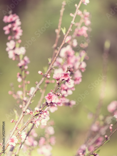 Pink flowers ; Prunus cerasoides (Vintage Style)